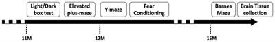Chronic interleukin-6 mediated neuroinflammation decreases anxiety, and impaires spatial memory in aged female mice